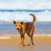 Dingo on the Beach at Fraser Island | Courtesy of Tourism and Events Queensland | Photo Credit: Lauren Bath
