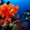Soft Coral Scuba Diving, Waidroka, Fiji | Photo Courtesy of Rosie Holidays
