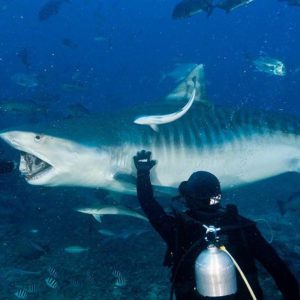Waidroka Fiji Beqa Shark Dive | Photo Courtesy of Rosie Holidays