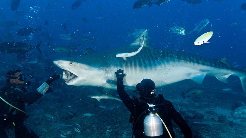 Waidroka Fiji Beqa Shark Dive | Photo Courtesy of Rosie Holidays